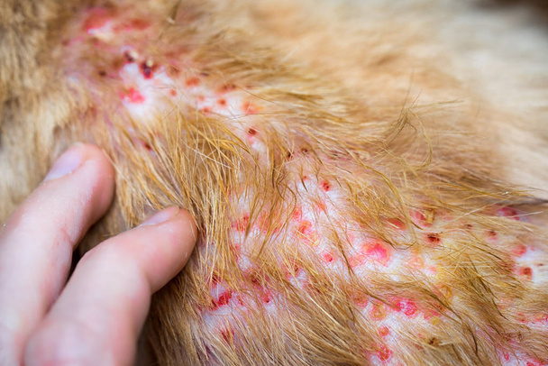 Dedos apontando para a doença na pele de gato, Dermatite em cão, laminado de pele e pêlos de cão caídos
 - Foto, Imagem