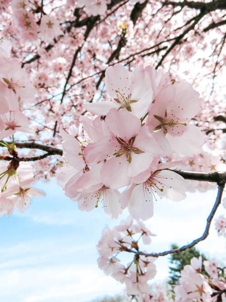 Floración sakura flor en un jardín de primavera en un día soleado
 - Foto, Imagen