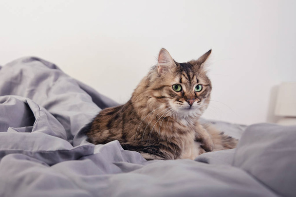 室内でリラックスかわいいふわふわの猫の肖像画 - 写真・画像