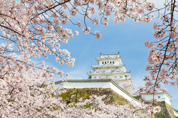 Sakura stromy, květy a Japonsko Himeji hrad  - Fotografie, Obrázek