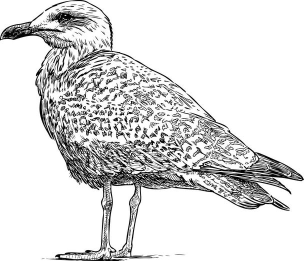 Sketch of a nestling of a sea gull - Vector, imagen