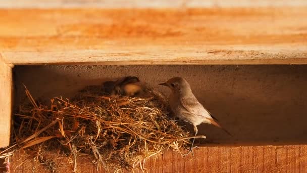 Vögel Nest reinigen Natur - Filmmaterial, Video