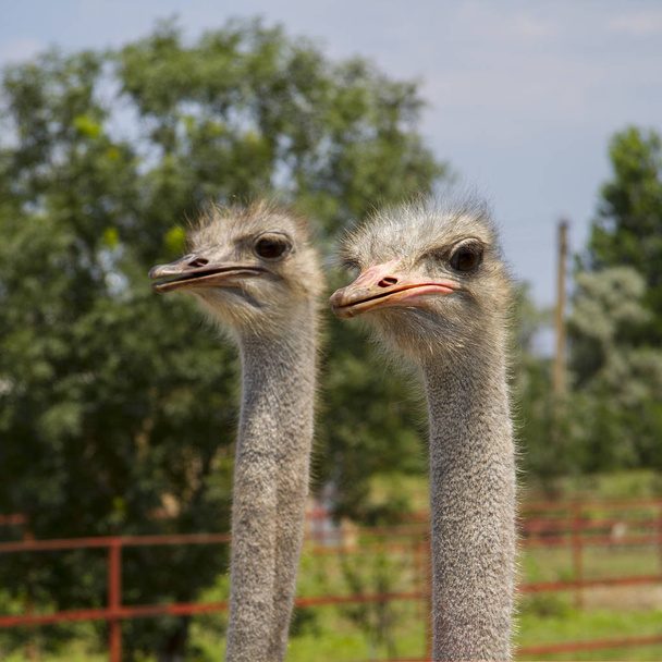 Ostrich in a group - Valokuva, kuva
