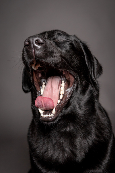 black Labrador yawns on a grey blackground, - 写真・画像
