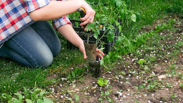 Primeros planos foto de la joven jardinera plantando plántulas de tomate
 - Foto, imagen