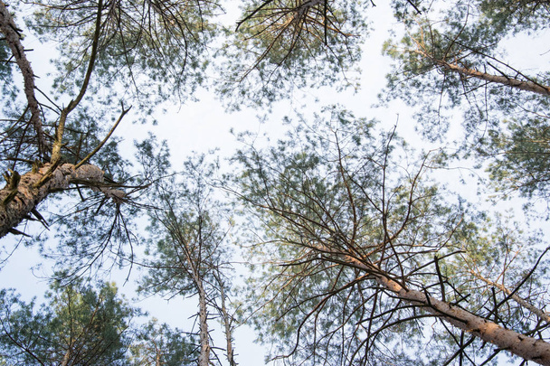 Looking up in pine forest tree in the sky - Photo, Image