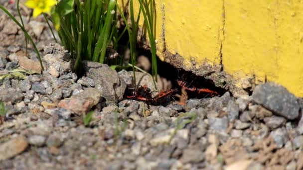 Firebugs during the breeding season (Pyrrhocoris apterus) - Footage, Video