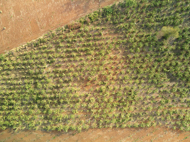 Antenowe drone widokiem plantacji bananów Kambodża - Zdjęcie, obraz