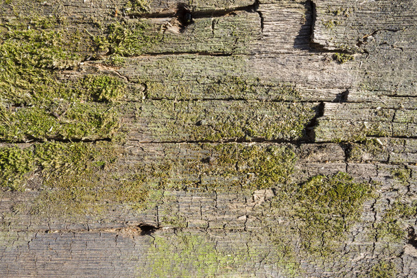 wood texture background with green moss - Фото, изображение