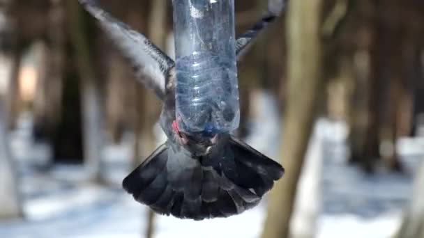 Blauwe duif probeert te klimmen in een kleine vogel feeder gemaakt van een plastic fles (Columba) - Video