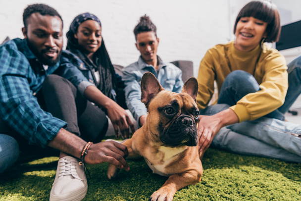 closeup shot of french bulldog and group of multicultural friends  - Foto, Imagen