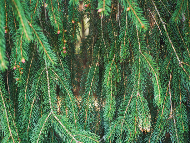 Green pine fronds with small cone flowers in spring - Photo, Image