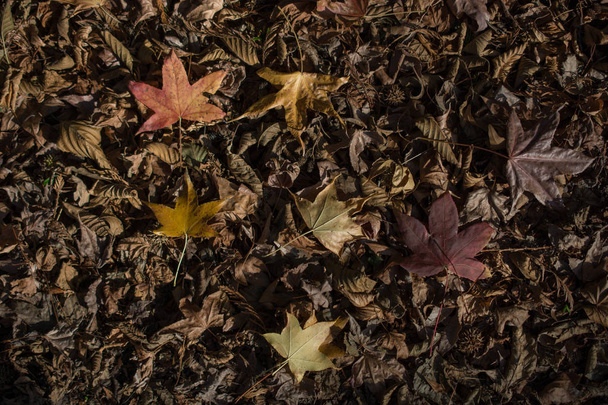 temps sec de l'automne feuilles en vue
 - Photo, image