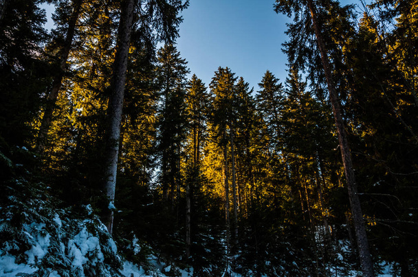 雪で覆われて松の森を突破太陽光線 - 写真・画像