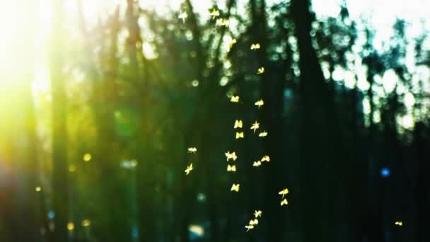 kleine Mücken fliegen im Park in den Strahlen der untergehenden Sonne, Mückenschwarm summt im Park, Zeitlupe - Filmmaterial, Video