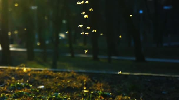 Malé pakomárů létat v parku v paprscích zapadajícího slunce, hejno komárů bzučení v parku, slowm pohyb - Záběry, video