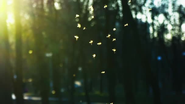 Pequeños mosquitos vuelan en el parque en los rayos del sol poniente, enjambre de mosquitos zumbando en el parque, cámara lenta
 - Imágenes, Vídeo