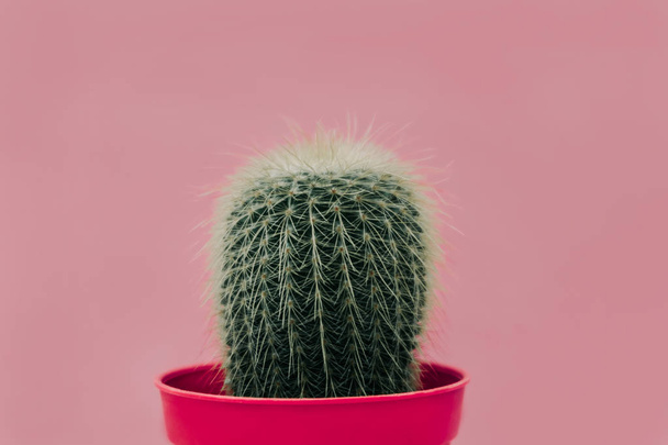 Zierpflanze Hintergrund Nahaufnahme Kaktus in rosa Vase mit Anstecknadel - Foto, Bild