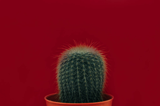 ornamental plant background closeup cactus in red vase with copy - Фото, изображение