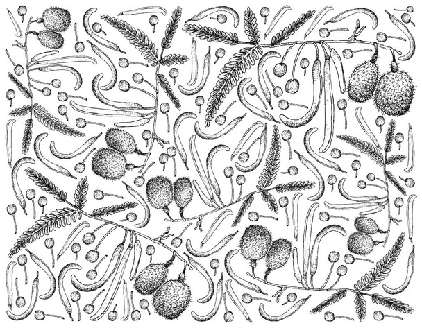 Fondo dibujado a mano de frutas de frijol de langosta africana
 - Vector, Imagen