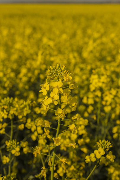 Yellow rapeseed field. Shrovetide culture Sinapis. - Photo, Image