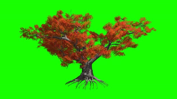 Japanese Maple  tree   in the wind.Green screen alpha. - Footage, Video