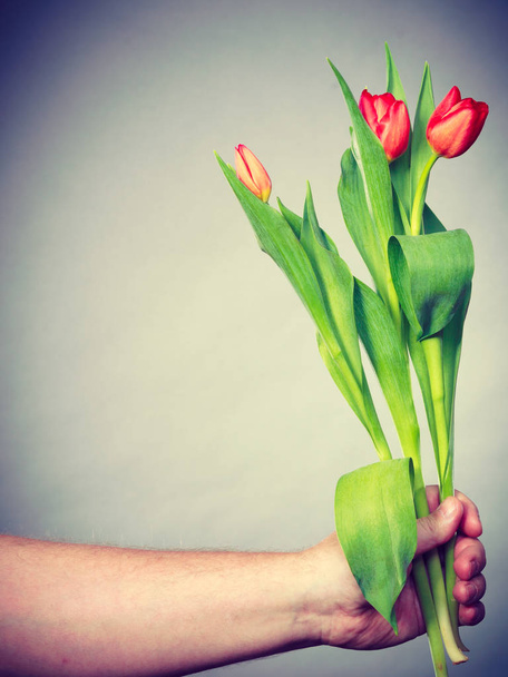 Hand with tulips flowers. - Фото, изображение
