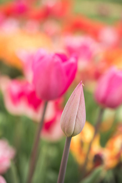 Colorful tulip flower bloom in the garden - Fotoğraf, Görsel