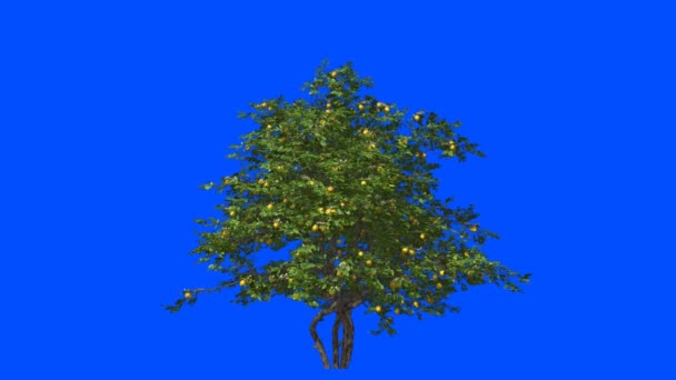 Lemon tree in the wind.Blue screen alpha. - Footage, Video