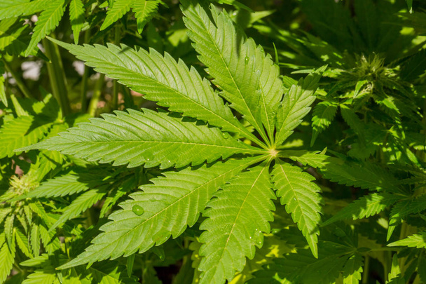 Φύλλο καννάβεων ιατρική μαριχουάνα που μεγαλώνει σε ένα φυτό - Φωτογραφία, εικόνα