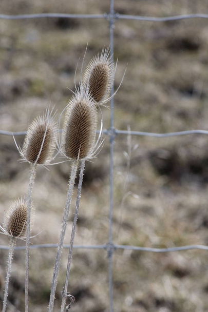 Teasel (Dipsacus fullonum) plantas durante o inverno, dieback exibindo cabeças de flores cônicas mortos e hastes secas. Ontário, pode
. - Foto, Imagem