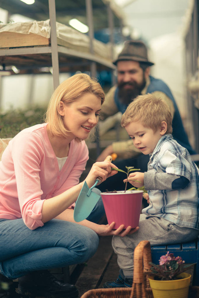 Mum showing her son tender leaves of small flower in hot pink pot while holding gardening spade. Happy family working together in greenhouse. - Zdjęcie, obraz