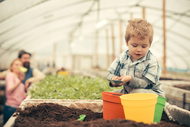 Busy kid filling orange, green and yellow pots with soil. Cute blond boy playing in greenhouse while his parents stand further away. - Φωτογραφία, εικόνα