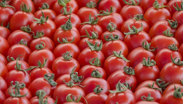 tomaten rijp rood, een gewas van groenten - Foto, afbeelding