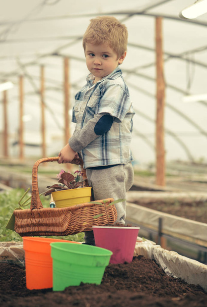 Little boy holding wicker basket with flowers. Kid playing with colorful pots in greenhouse. Active childhood, time with family. - Φωτογραφία, εικόνα