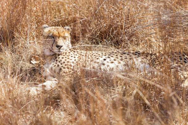 African Cheetah lying in long grass - Foto, Imagen