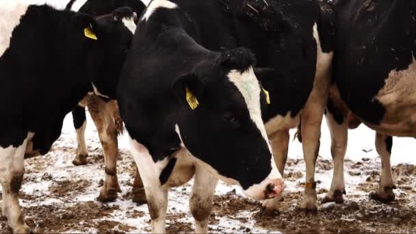 Brudne krów stojących w błocie w zimie - Materiał filmowy, wideo