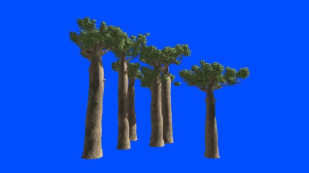 Trees of Baobab in Madagascar on the wind. Blue screen alpha. - Footage, Video