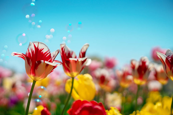 Group of colorful blooming tulip in the garden. Natural spring background. - Photo, Image