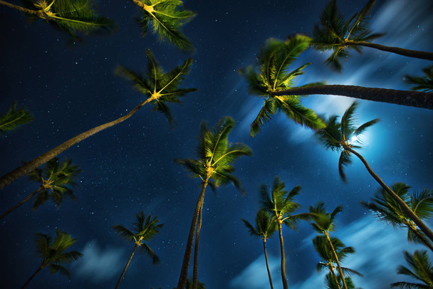 Cocos palm bomen perspectief zicht 's nachts - Foto, afbeelding