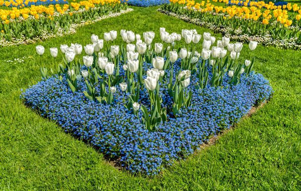 White and Yellow tulips with Alpine Forget-Me-Not Blue Flowers in spring time, natural background. - Photo, Image