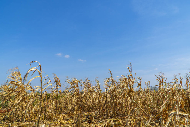 Kukuřičné pole sušené suché na pozadí modré oblohy - Fotografie, Obrázek