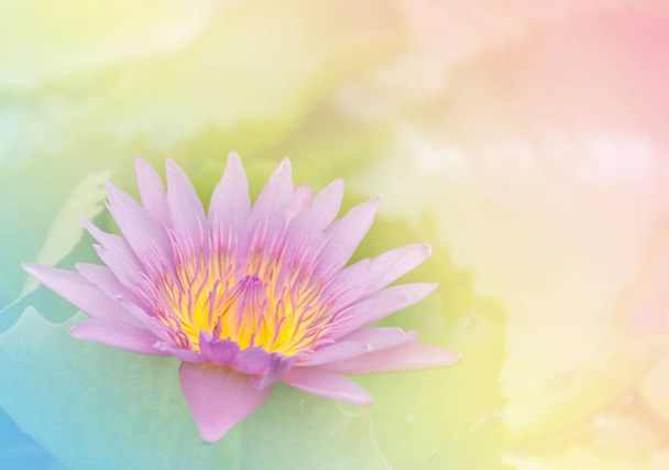 Arka planı için pastel renk ile yumuşak tatlı pembe lotus çiçeği  - Fotoğraf, Görsel