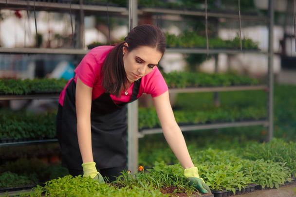 Greenhouse Female Worker Taking Care of Seedlings - Fotoğraf, Görsel
