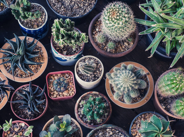 Kleine Cactus Set in Pot op Wodden achtergrond - Foto, afbeelding