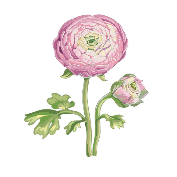 Beautiful gentle pink peony flower and unblown bud isolated on white background. A large bud on a stem with green leaves. Botanical vector Illustration. - Wektor, obraz