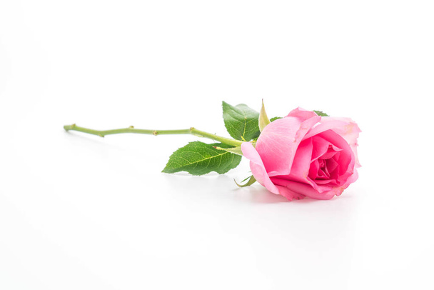 pink rose on white background - Foto, Bild