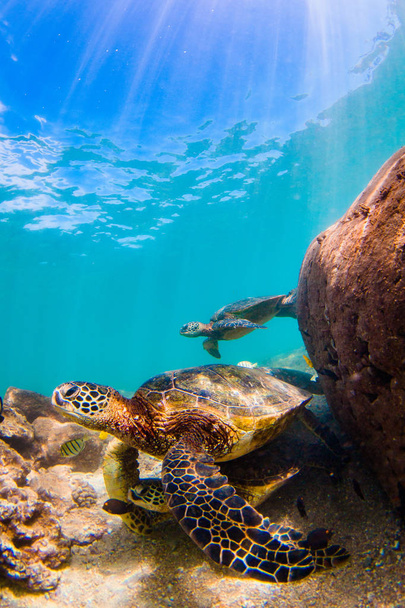 hawaiianische Grüne Meeresschildkröte kreuzt im warmen Wasser von Hawaii - Foto, Bild