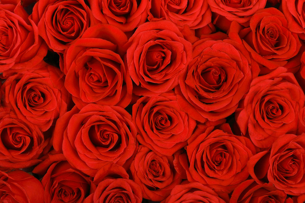 Rosso sfondo rose naturali
 - Foto, immagini