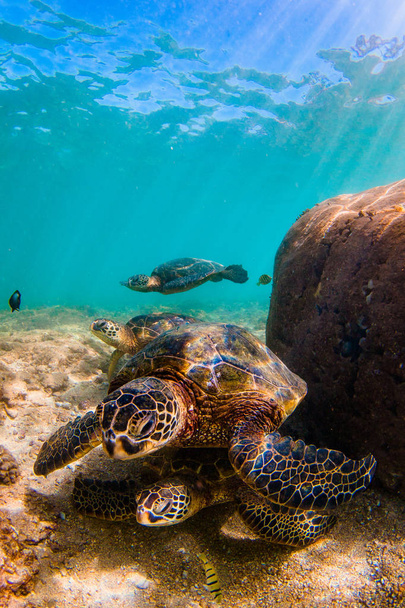 Hawaiian Green Sea Turtle crociera nelle calde acque dell'Oceano Pacifico alle Hawaii
 - Foto, immagini